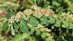 Euphorbia anthonyi