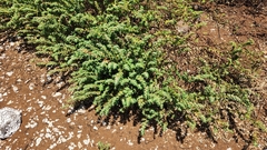 Euphorbia anthonyi