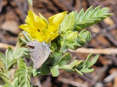 Strymon istapa clarionica