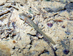 Salamandrina perspicillata