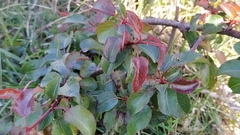 Pyrus cordata