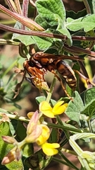 Polistes dorsalis clarionensis