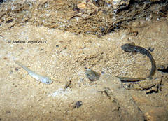 Salamandrina perspicillata