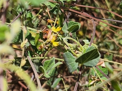 Polistes dorsalis clarionensis