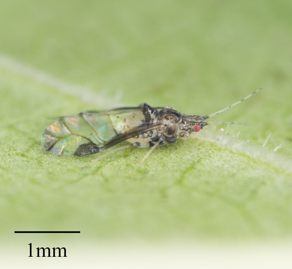 crapemyrtle aphid