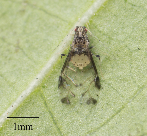 Crapemyrtle Aphid photo 3