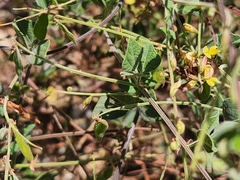 Polistes dorsalis clarionensis