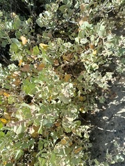 Atriplex rusbyi