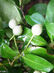 Tarenna grevei