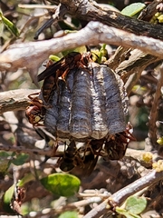 Polistes dorsalis clarionensis