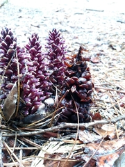 Kopsiopsis strobilacea