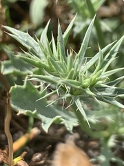 Eryngium aristulatum