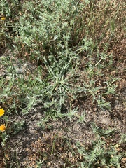 Eryngium aristulatum