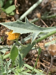 Eryngium aristulatum
