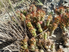 Austrocylindropuntia shaferi