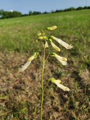 Penstemon oklahomensis