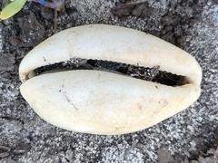 Lyncina schilderorum