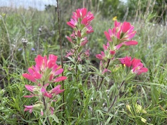 Castilleja purpurea