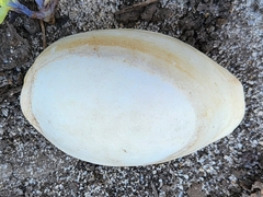 Lyncina schilderorum