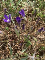 Brodiaea terrestris