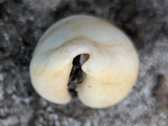 Lyncina schilderorum