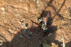 Ancistroceroides evansi