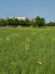 Penstemon oklahomensis