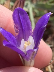 Brodiaea terrestris