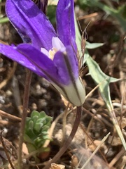 Brodiaea terrestris