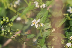 Solanum pilcomayense