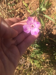 Clarkia rubicunda
