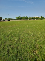 Penstemon oklahomensis
