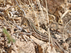 Aspidoscelis sonorae