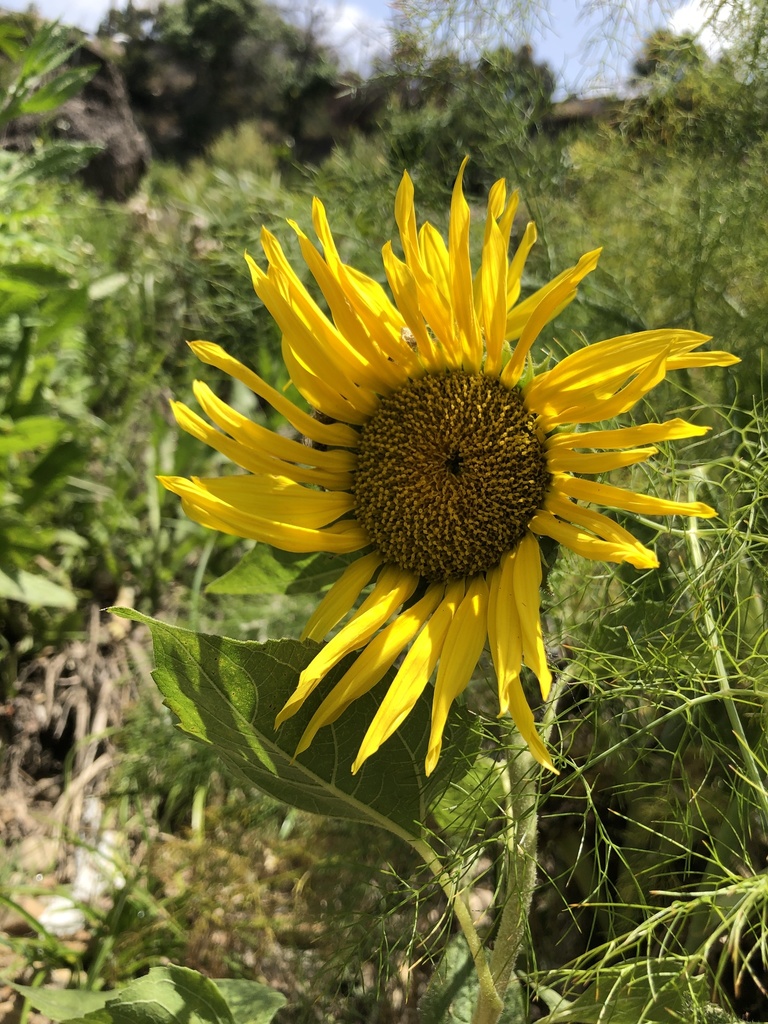 Common Sunflower from San Diego State University, San Diego, CA, US on