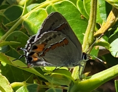 Strymon melinus clarionensis