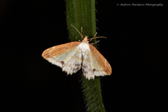 Acolutha pulchella