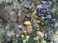 Dalea boliviana