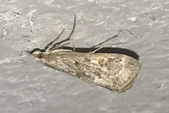 Loxostege allectalis