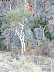 Corymbia bella