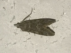 Loxostege allectalis