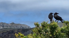 Corvus corax sinuatus