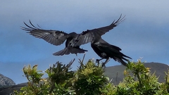 Corvus corax sinuatus