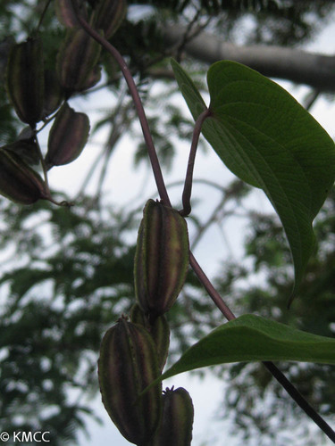 Dioscorea sambiranensis
