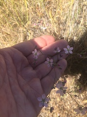 Hesperolinon congestum