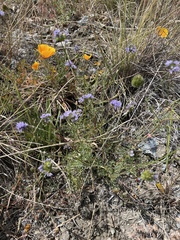 Gilia capitata capitata