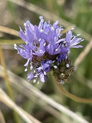 Gilia capitata capitata