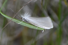 Schoenobiinae