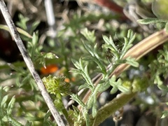 Gilia capitata capitata
