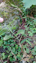 Dichrocephala integrifolia