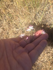 Hesperolinon congestum